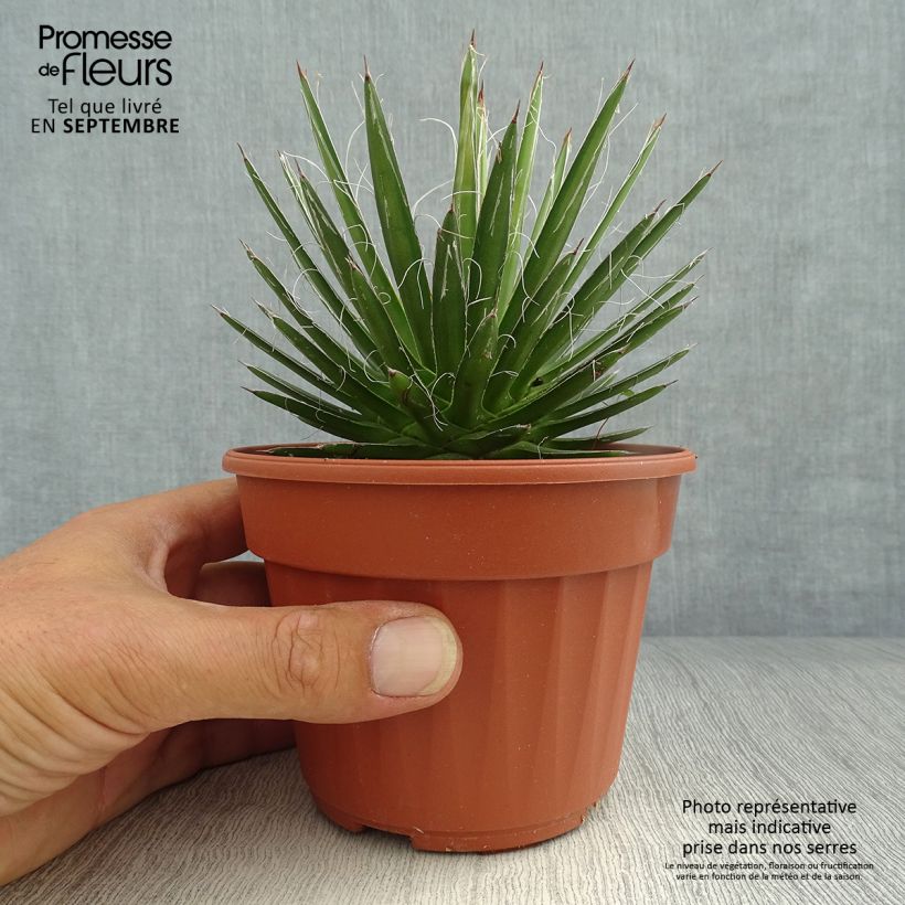 Exemplar von Agave filifera Kleine Töpfe von 8/9 cm wie im Herbst geliefert