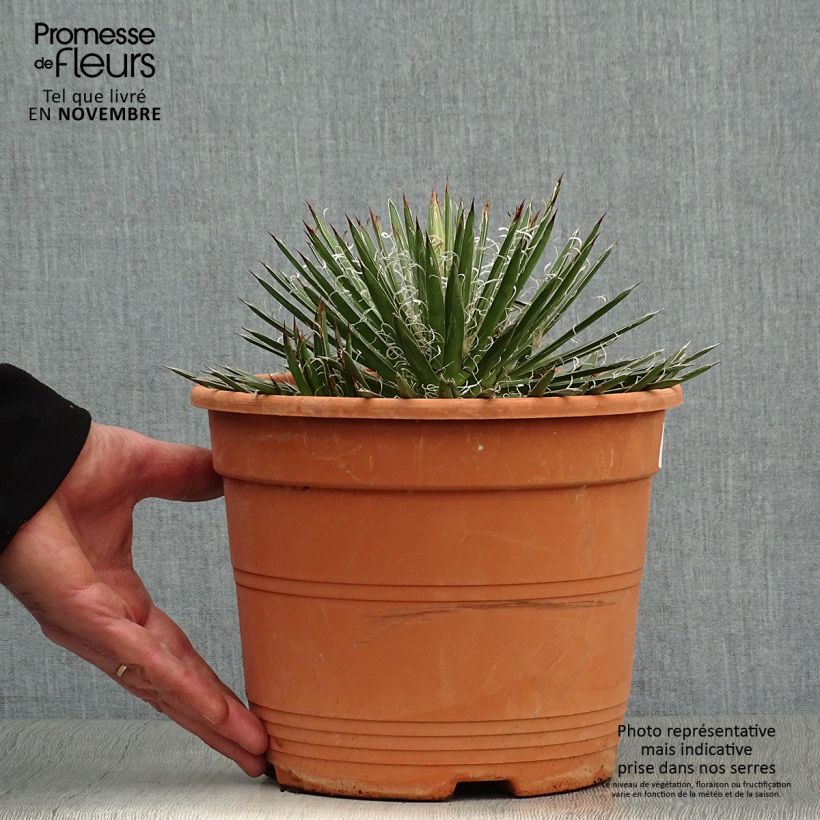 Exemplar von Agave filifera Topf mit 1,5L/2L wie im Herbst geliefert