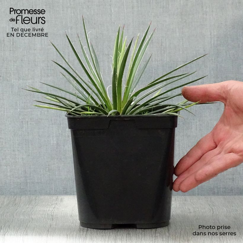 Exemplar von Agave geminiflora Topf mit 2L/3L wie im Winter geliefert