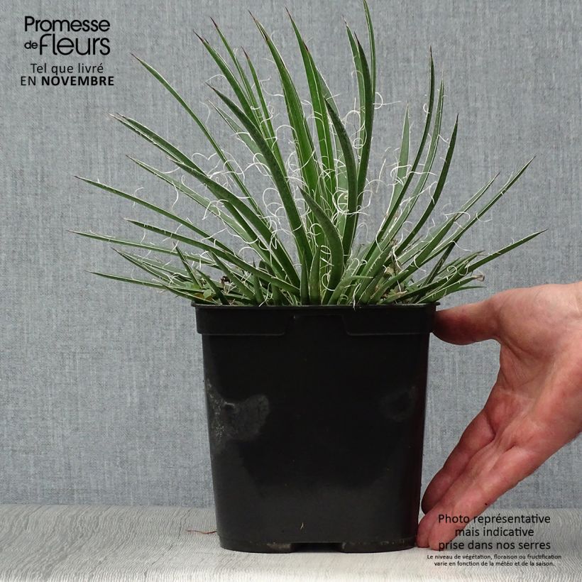 Exemplar von Agave geminiflora Topf mit 2L/3L wie im Herbst geliefert