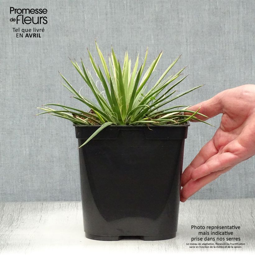 Exemplar von Agave geminiflora Topf mit 2L/3L wie im Frühjahr geliefert