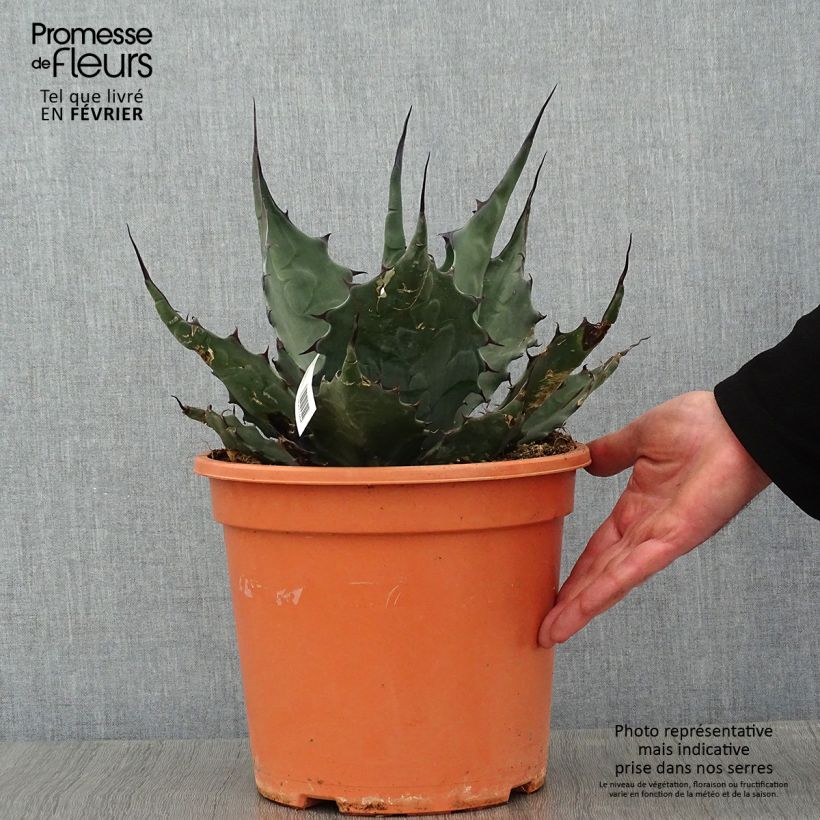 Exemplar von Agave havardiana Topf mit 7,5L/10L wie im Winter geliefert
