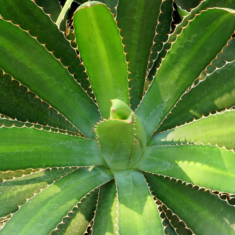 Agave lophantha (Laub)