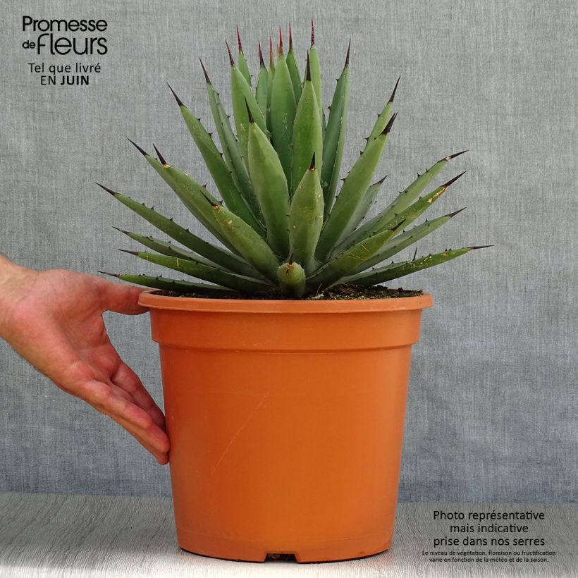 Exemplar von Agave macroacantha Topf mit 7,5L/10L wie im Sommer geliefert