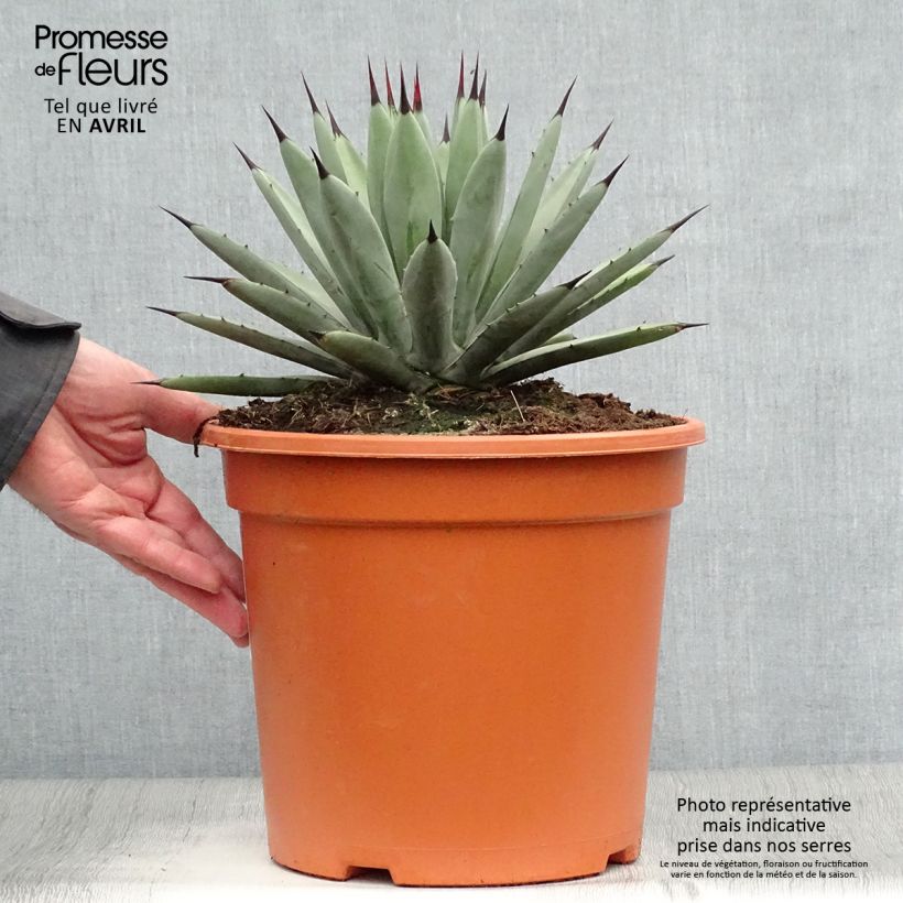 Exemplar von Agave macroacantha Topf mit 7,5L/10L wie im Frühjahr geliefert