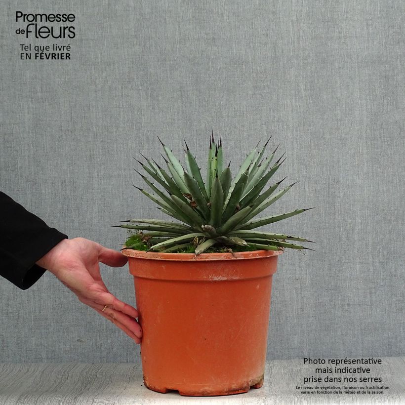 Exemplar von Agave macroacantha Topf mit 7,5L/10L wie im Winter geliefert