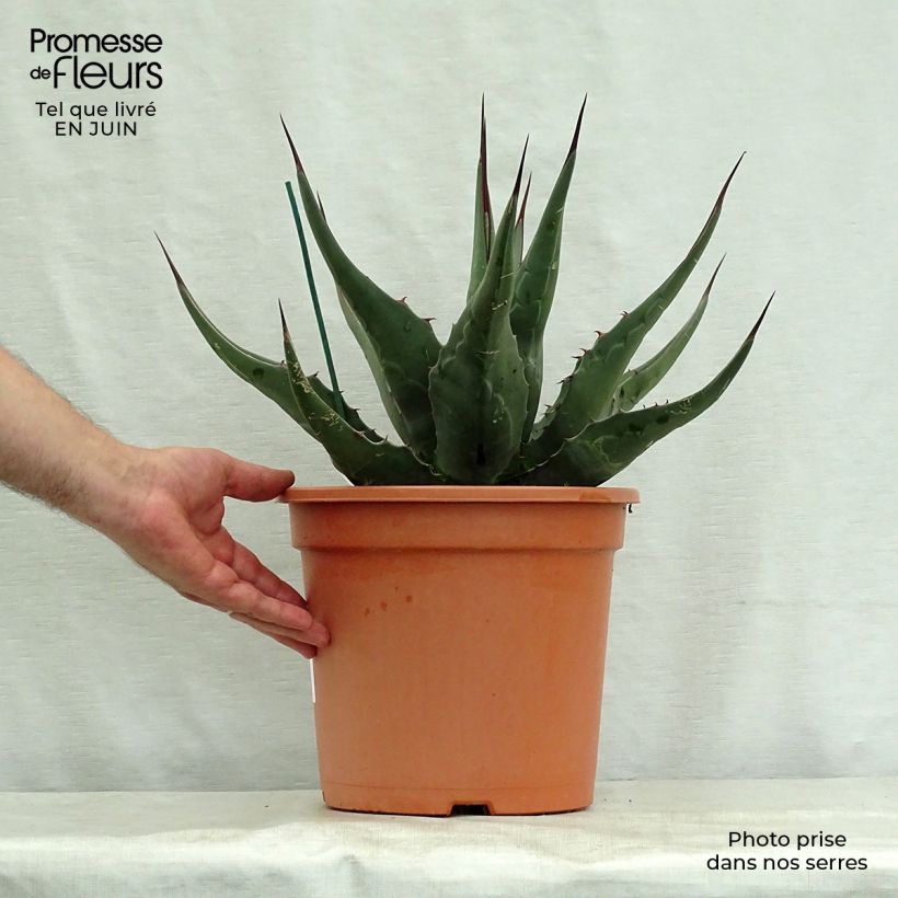 Exemplar von Agave montana - Berg-Agave Topf mit 7,5L/10L wie im Sommer geliefert
