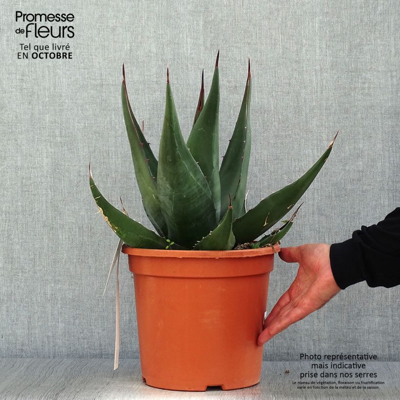 Exemplar von Agave montana - Berg-Agave Topf mit 7,5L/10L wie im Herbst geliefert