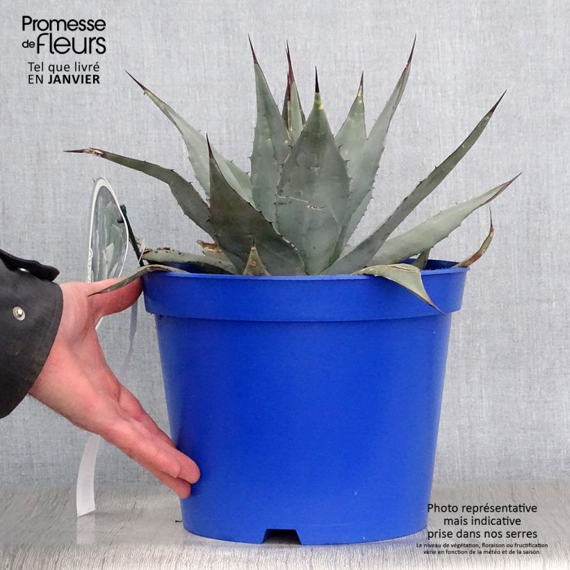Exemplar von Agave parryi var. neomexicana Topf mit 7,5L/10L wie im Winter geliefert
