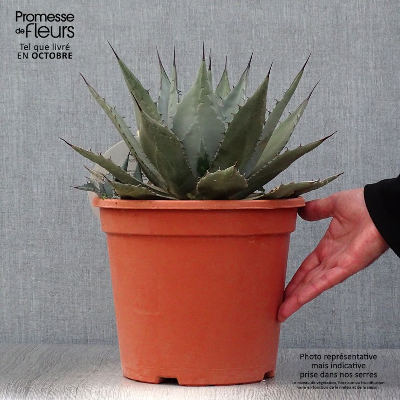 Exemplar von Agave parryi var. neomexicana Topf mit 7,5L/10L wie im Herbst geliefert