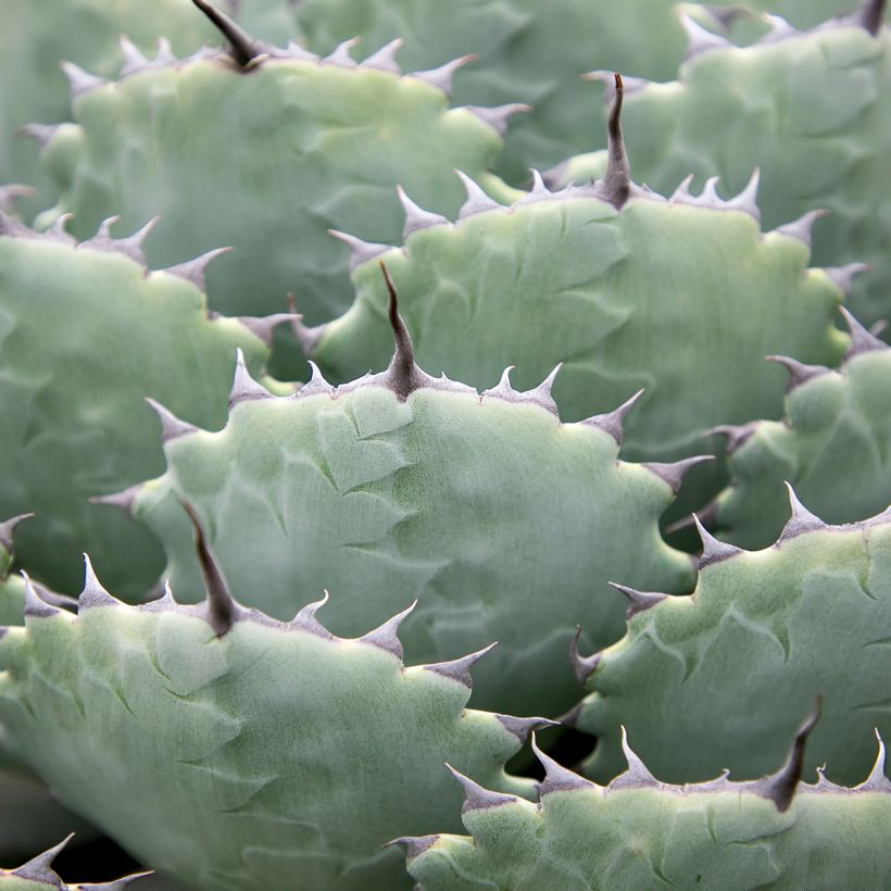 Agave potatorum var. verschaffeltii (Laub)