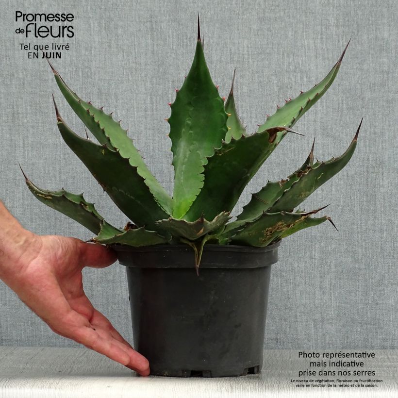 Exemplar von Agave salmiana Topf mit 3L/4L wie im Sommer geliefert