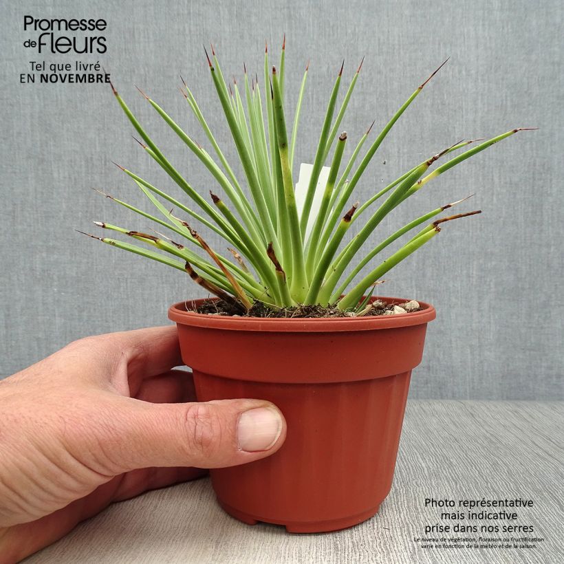 Exemplar von Agave stricta Nana Topf 12 cm / 13 cm wie im Herbst geliefert