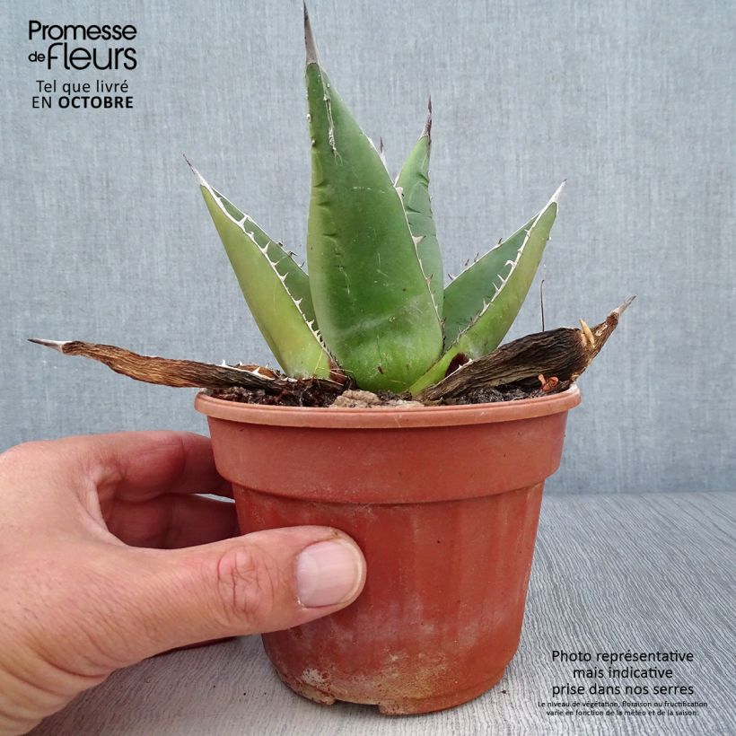 Exemplar von Agave titanota Topf 12 cm / 13 cm wie im Herbst geliefert