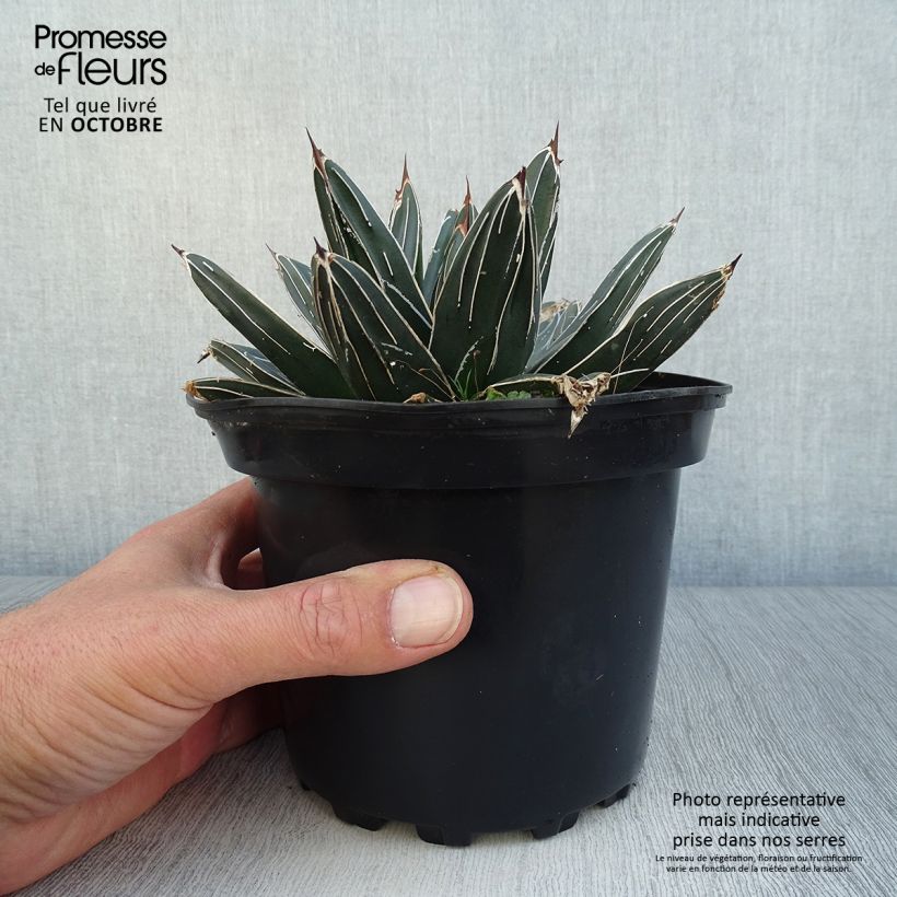 Exemplar von Agave victoriae-reginae - Königin-Victoria-Agave Topf mit 2L/3L wie im Herbst geliefert