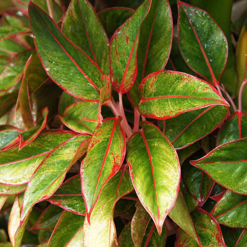 Aglaonema Siam Aurora - Kolbenfaden (Laub)