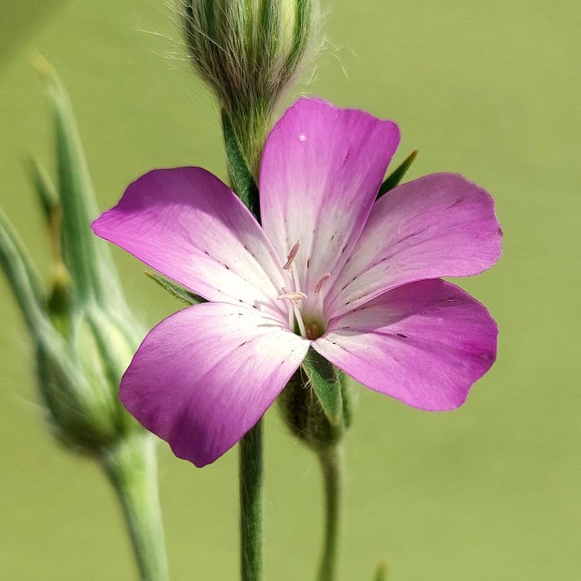 Agrostemma githago BIO (Samen) - Kornrade (Blüte)