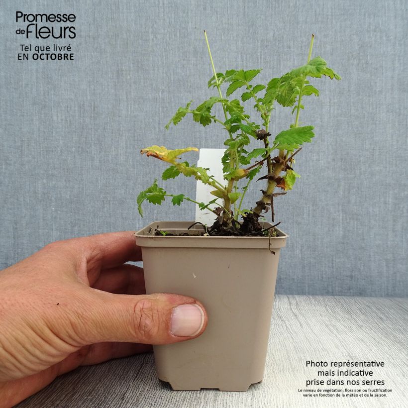 Exemplar von Agrimonia eupatoria - Gemeiner Odermennig Kleine Töpfe von 8/9 cm wie im Herbst geliefert