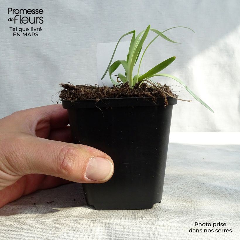 Exemplar von Allium Millenium - Zierlauch Kleine Töpfe von 8/9 cm wie im Frühjahr geliefert