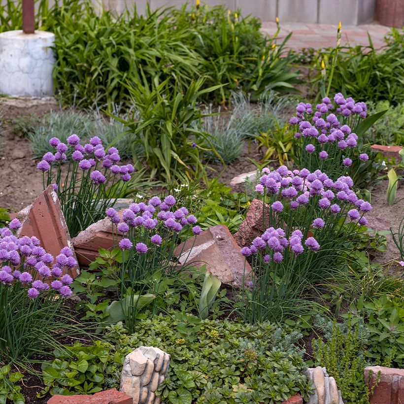 Allium Serendipity - Zierlauch (Hafen)