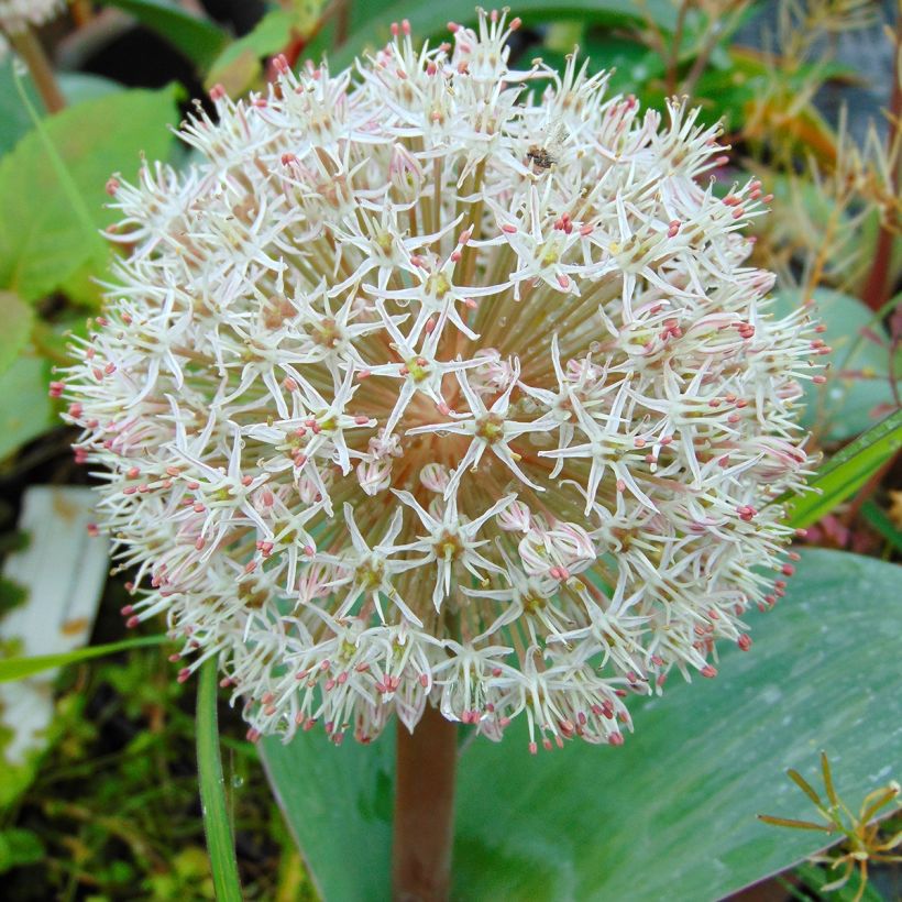 Allium karataviense - Blauzungen-Lauch (Blüte)