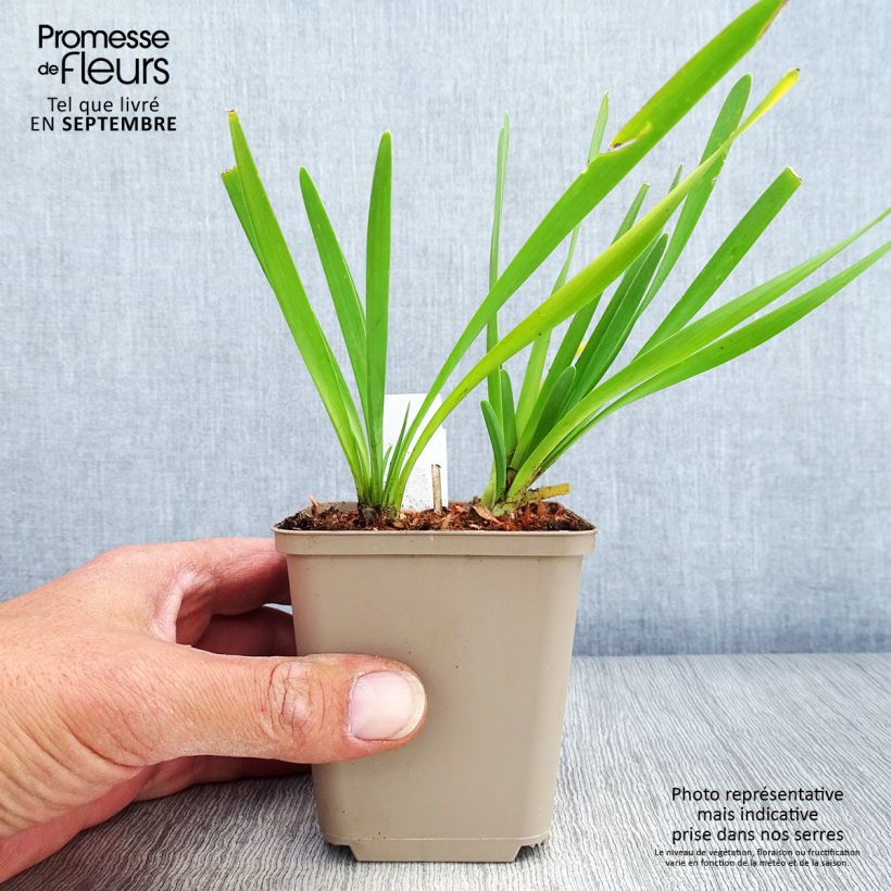 Exemplar von Allium Serendipity - Zierlauch Kleine Töpfe von 8/9 cm wie im Herbst geliefert