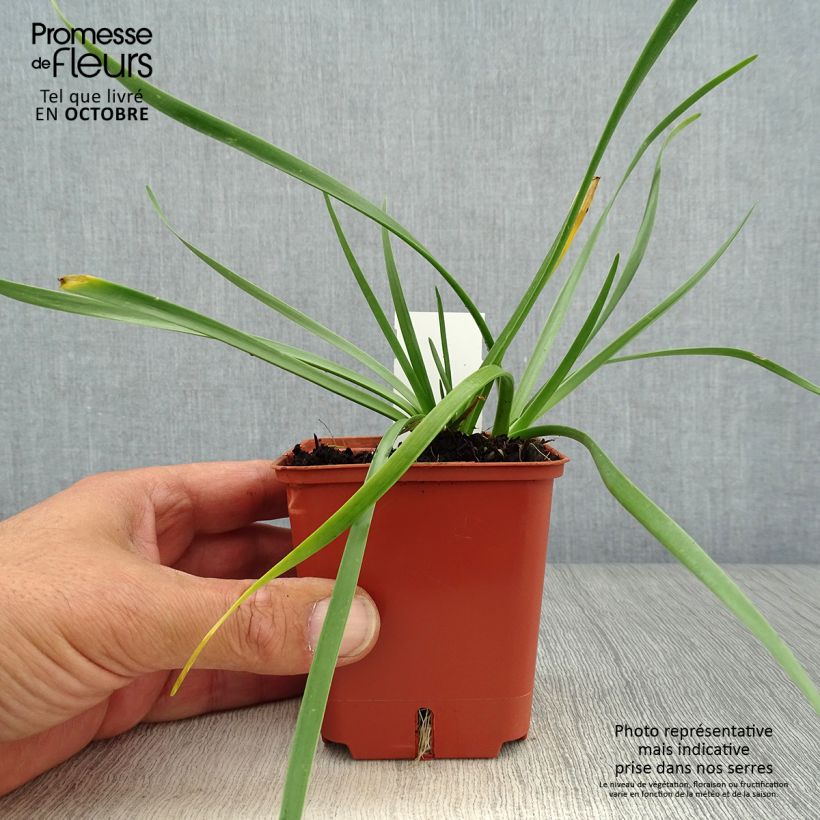Exemplar von Allium Avatar - Zierlauch Kleine Töpfe von 7/8 cm Kaliber/Größe I wie im Herbst geliefert