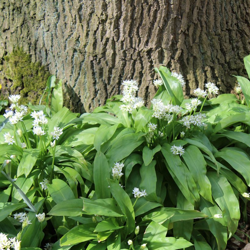 Allium ursinum im Topf - Bärlauch (Hafen)