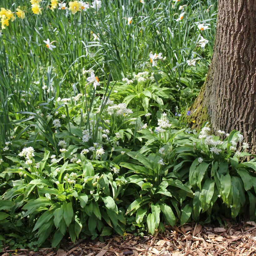 Allium ursinum im Birne - Bärlauch (Hafen)