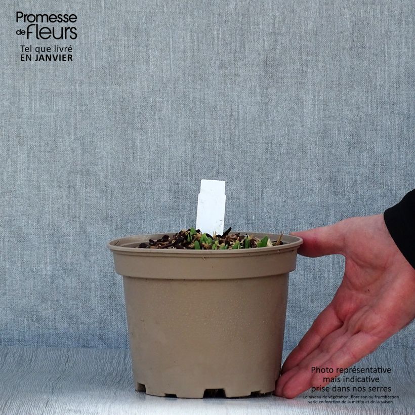 Exemplar von Allium Serendipity - Zierlauch Topf mit 2L/3L wie im Winter geliefert