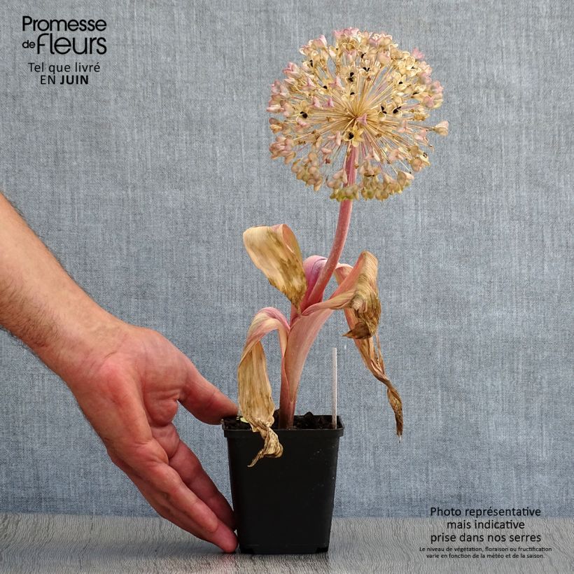 Exemplar von Allium karataviense - Blauzungen-Lauch Topf 12 cm / 13 cm wie im Sommer geliefert