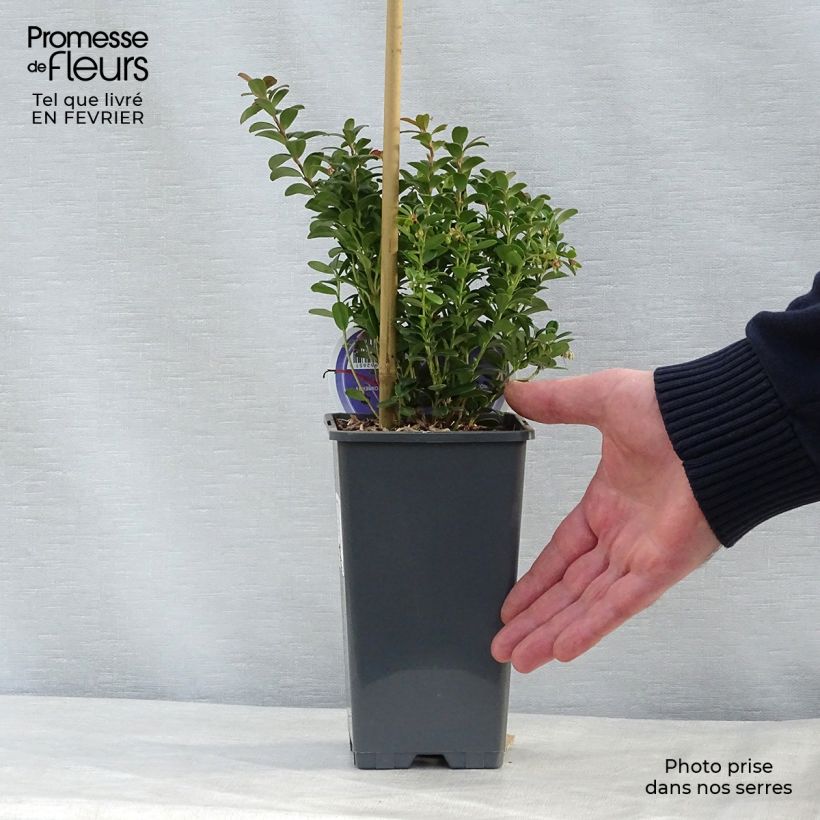 Exemplar von Preiselbeere - Vaccinium vitis idaea Topf mit 1,5L/2L wie im Winter geliefert