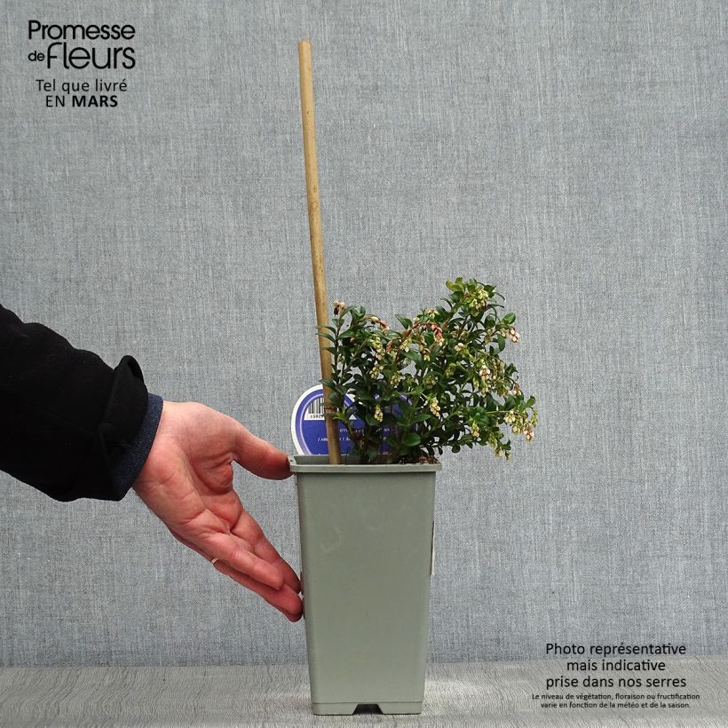 Exemplar von Preiselbeere - Vaccinium vitis idaea Topf mit 1,5L/2L wie im Frühjahr geliefert