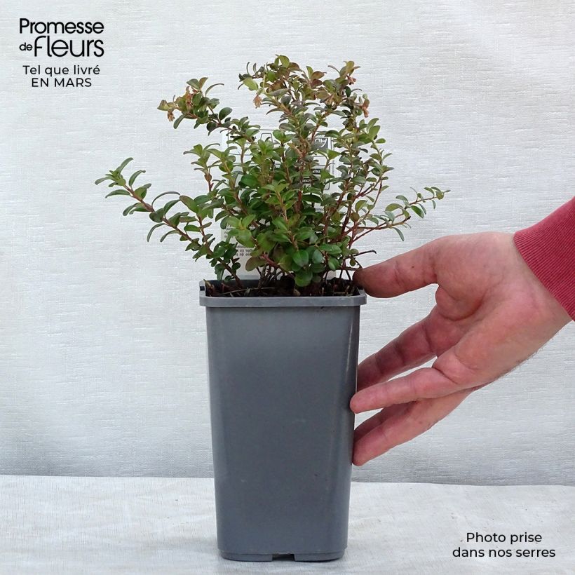 Exemplar von Preiselbeere Bio - Vaccinium vitis idaea Topf mit 1L/1,5L, Strauch wie im Winter geliefert