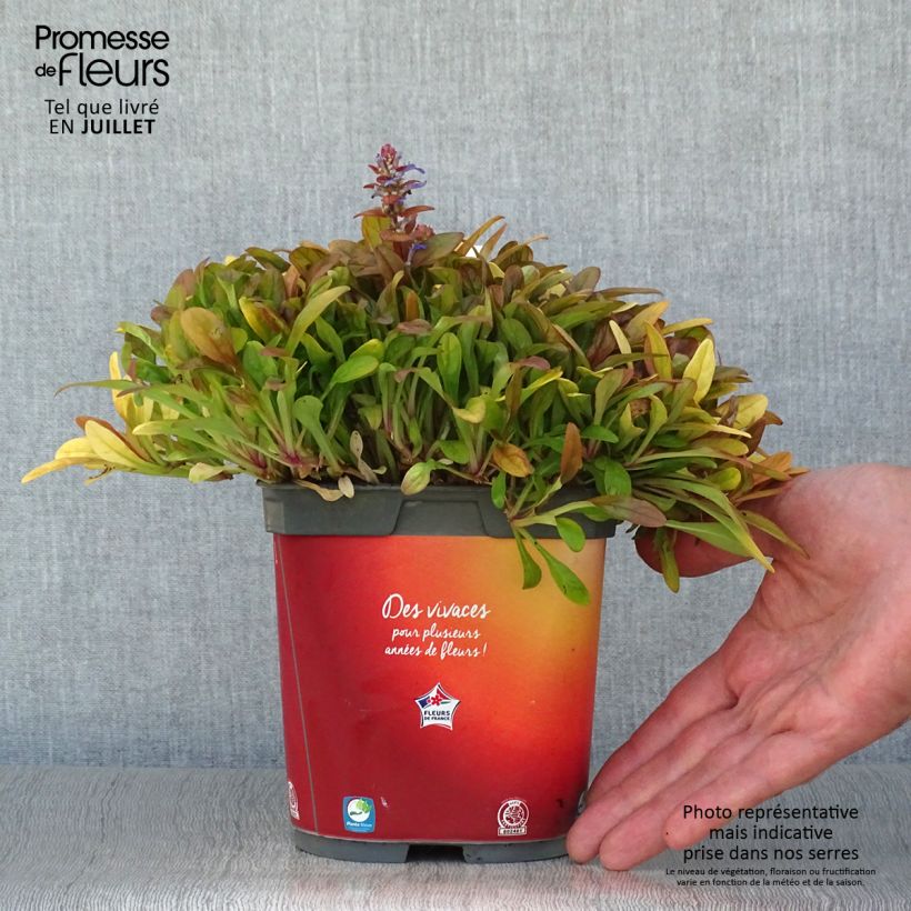 Exemplar von Ajuga Feathered Friends Fancy Finch - Kriechender Günsel Topf mit 2L/3L wie im Sommer geliefert