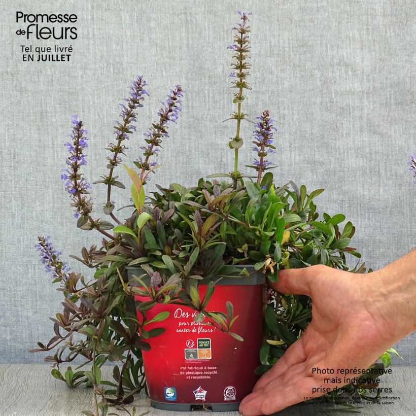 Exemplar von Ajuga Noble Nightingale - Kriechender Günsel Topf mit 2L/3L wie im Sommer geliefert