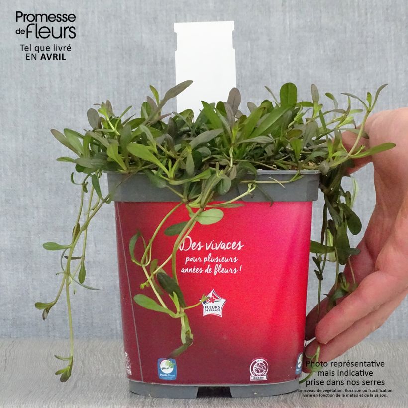 Exemplar von Ajuga Noble Nightingale - Kriechender Günsel Topf mit 2L/3L wie im Frühjahr geliefert