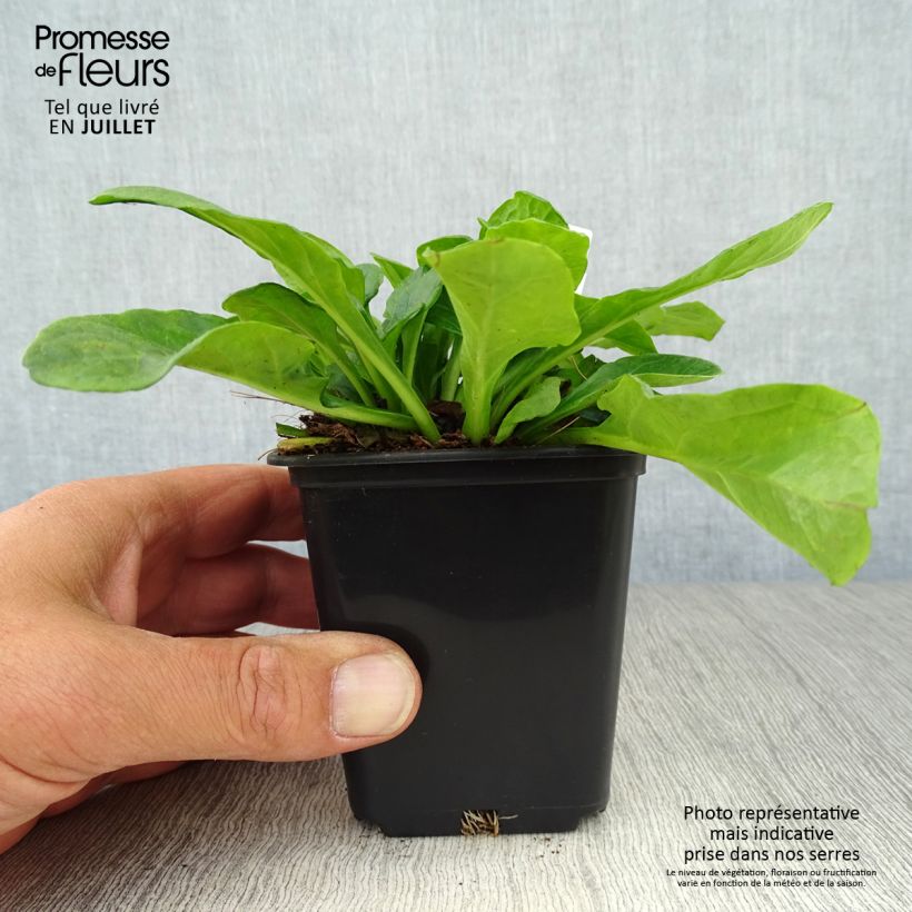 Exemplar von Ajuga reptans Alba - Kriechender Günsel Kleine Töpfe von 7/8 cm wie im Sommer geliefert