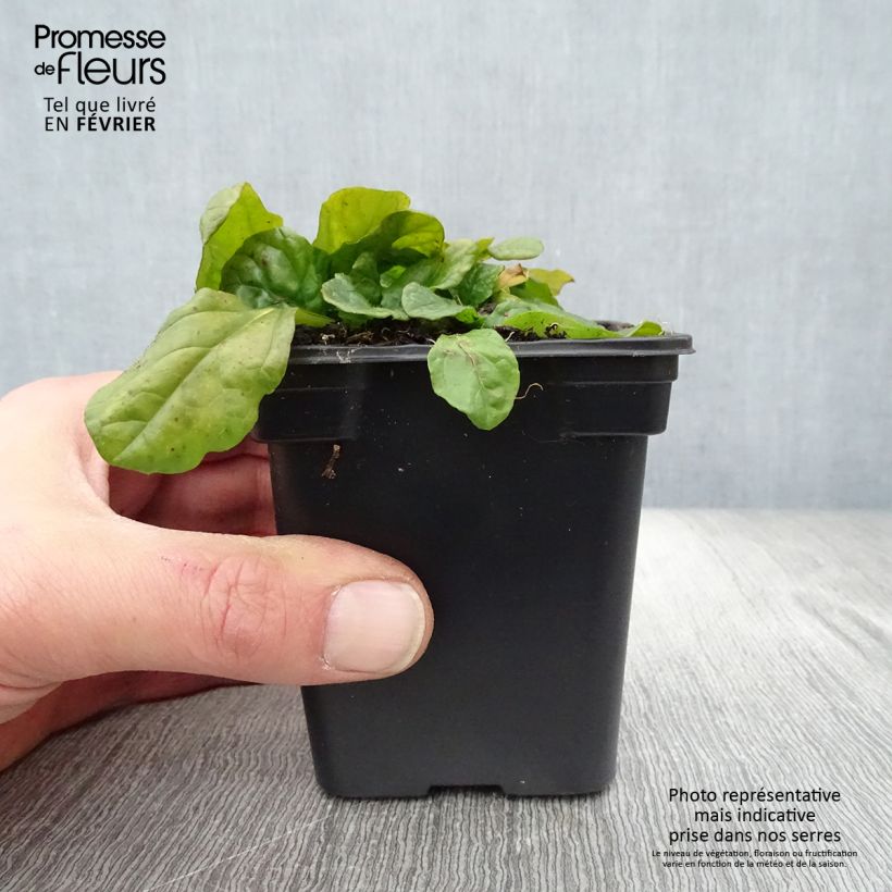 Exemplar von Ajuga reptans Alba - Kriechender Günsel Kleine Töpfe von 7/8 cm wie im Winter geliefert