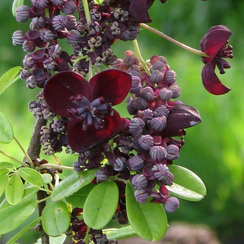 Akebia longeracemosa (Blüte)