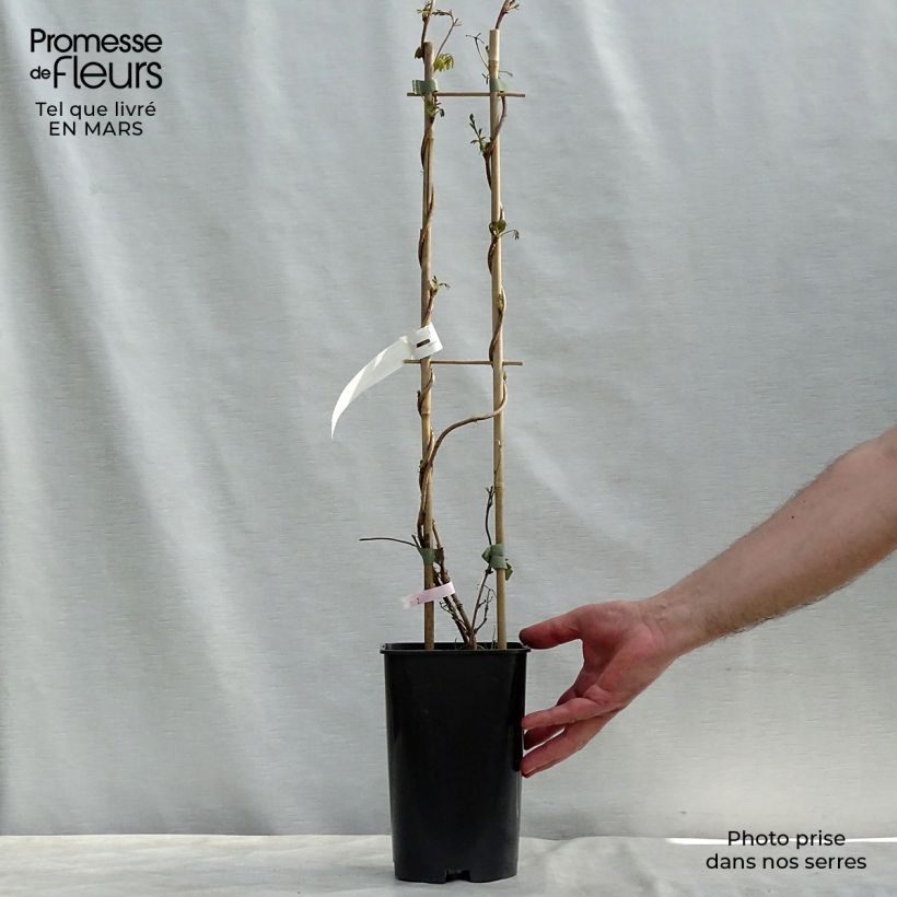 Exemplar von Akebia longeracemosa Topf mit 2L/3L wie im Frühjahr geliefert