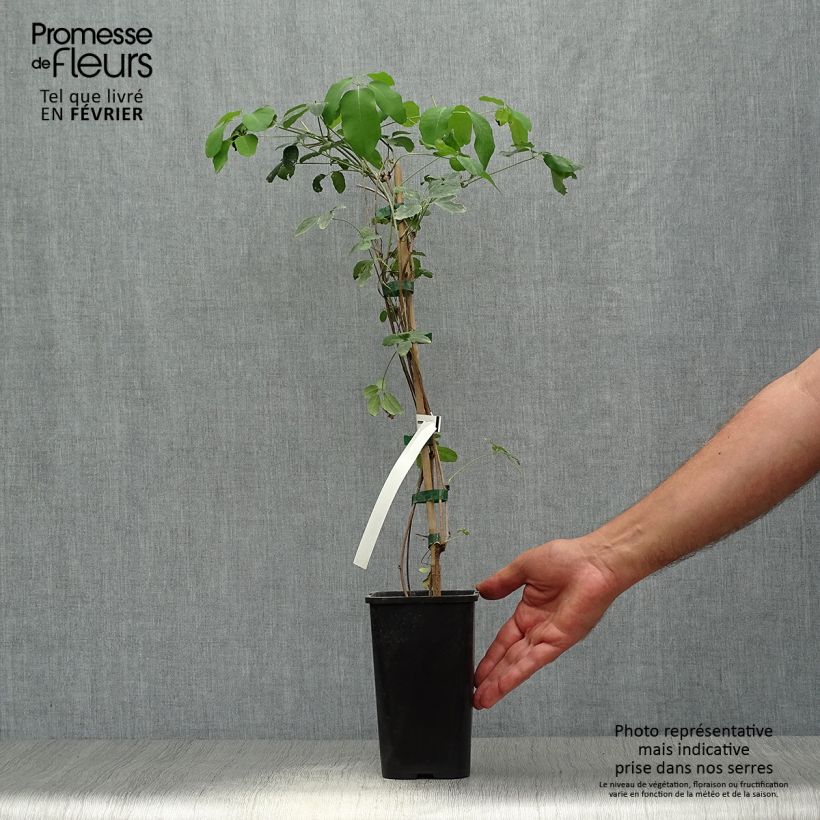 Exemplar von Akebia pentaphylla Topf mit 1,5L/2L wie im Herbst geliefert