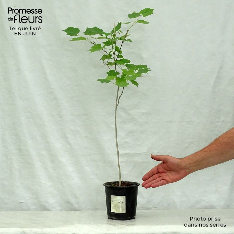 Exemplar von Alangium chinense Topf mit 7,5L/10L wie im Sommer geliefert