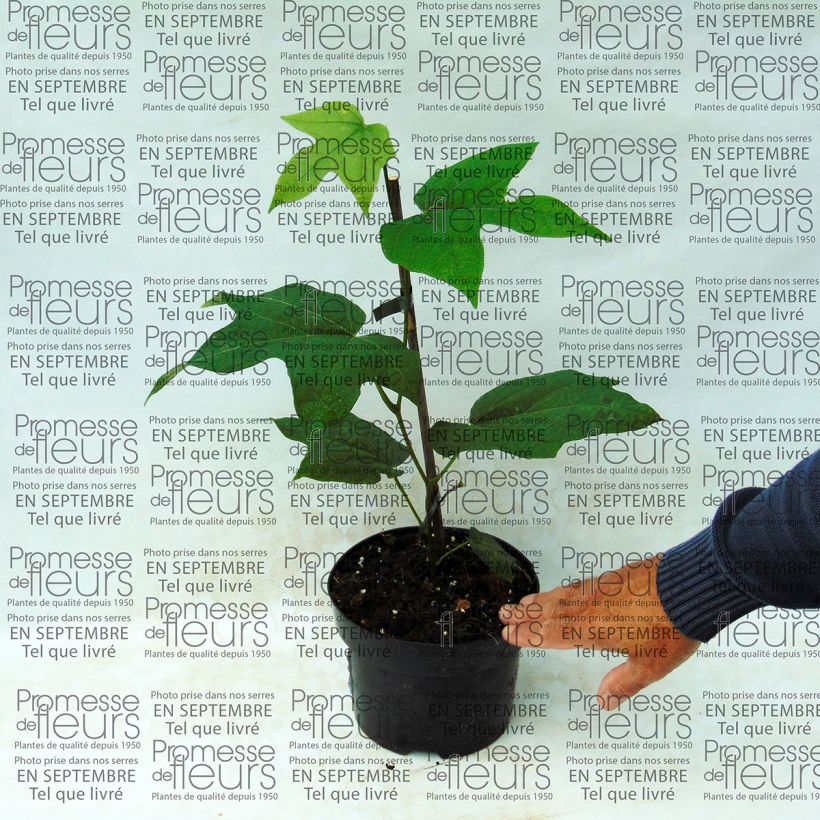 Beispiel eines Exemplars von Alangium platanifolium Topf mit 2L/3L wie geliefert