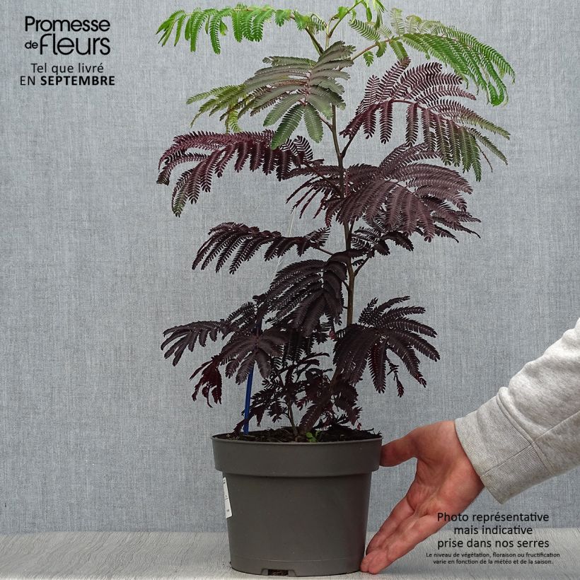 Exemplar von Albizzia julibrissin Summer Chocolate - Seidenakazie Topf mit 3L/4L wie im Herbst geliefert