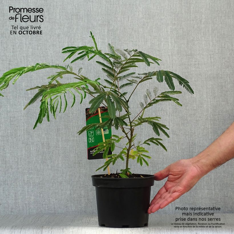 Exemplar von Albizia julibrissin Ombrella - Seidenakazie Topf mit 3L/4L wie im Herbst geliefert