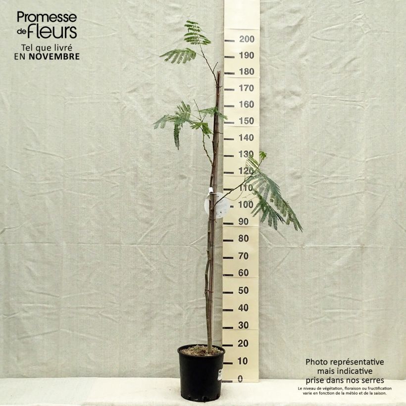 Exemplar von Albizia julibrissin Ombrella - Seidenakazie Topf mit 6L/7L wie im Herbst geliefert