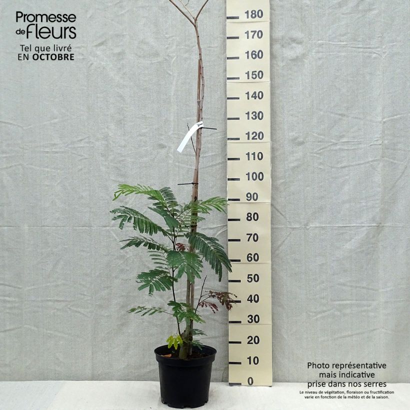 Exemplar von Albizzia julibrissin Summer Chocolate - Seidenakazie Topf mit 7,5L/10L wie im Herbst geliefert