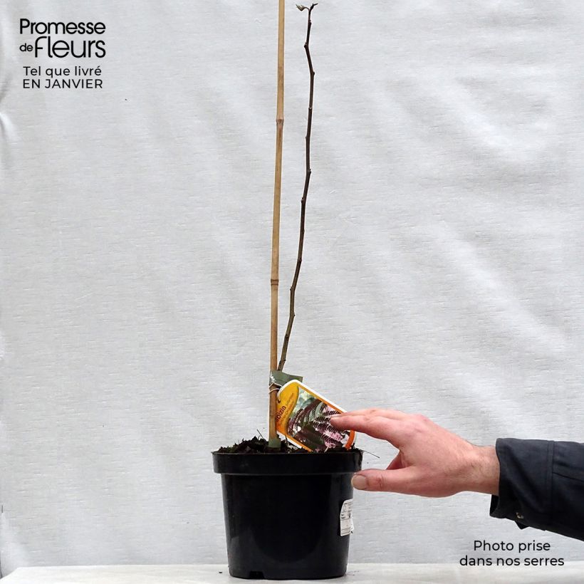 Exemplar von Albizzia julibrissin Summer Chocolate - Seidenakazie Topf mit 3L/4L wie im Winter geliefert