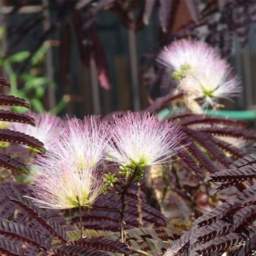 Albizzia julibrissin Summer Chocolate - Seidenakazie (Blüte)